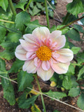 Appleblossom