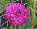 Bloomquist Vivian R