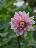 Budapest Blush
