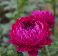 Sandia Bertha