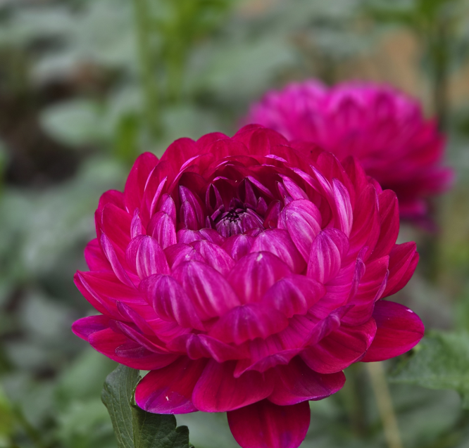 Sandia Bertha