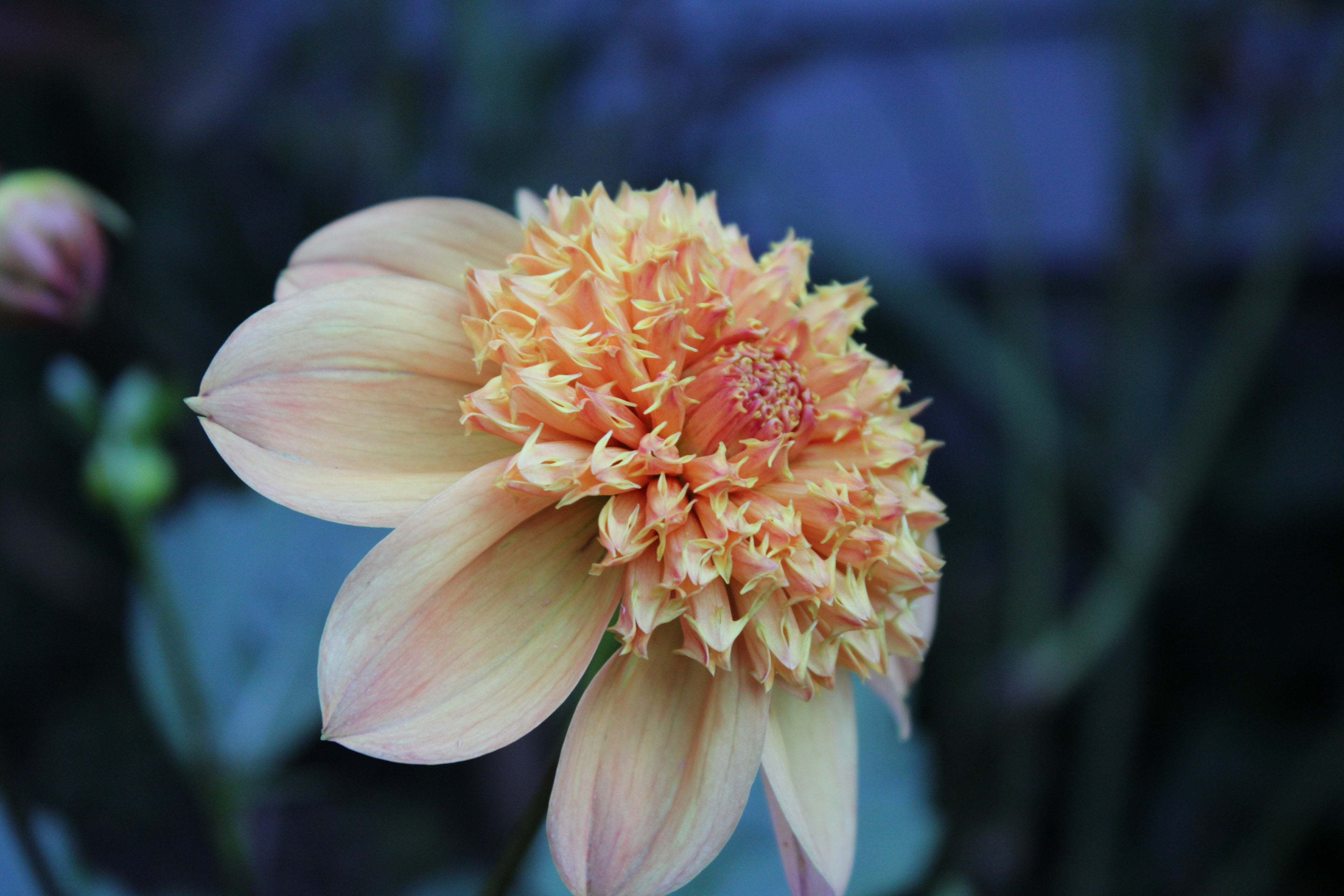 Sandia Brocade